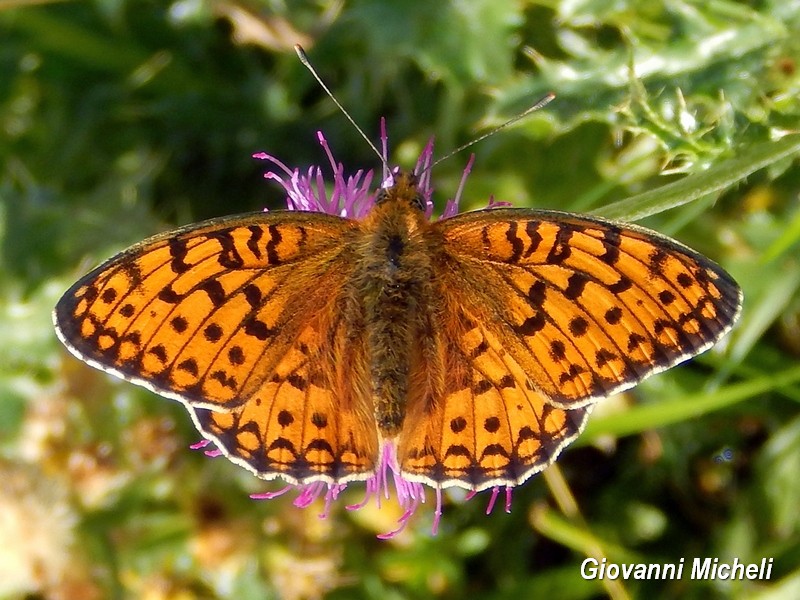 Argynnis adippe? No, Argynnis (Fabriciana) niobe